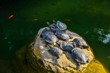 개구리, 네이처, 못, animal, 물고기, 야생 동물, 파충류, 호수, 거북