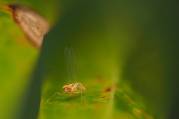 Naklejka premium Mayflies&nbsp;(Order Ephemeroptera) are an order of winged&nbsp;hemimetabolous&nbsp;insects that live in freshwater ecosystems. This insect is distributed in almost all freshwater environments in the world. 