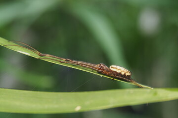 The spider in the picture is most likely a species of Peucetia flava, the lynx spider. 
This species belongs to the Oxyopidae family. 