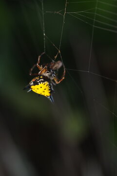 The spider in this image is most likely a female of the genus&nbsp;Gasteracantha, commonly known as the spiny orb-weaver spider.&nbsp;