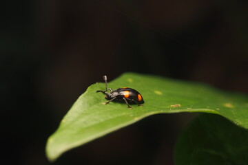 Fototapeta premium Gambar tersebut menunjukkan kumbang jamur tampan (Eumorphus bulbosus). Kumbang ini termasuk dalam famili Endomychidae