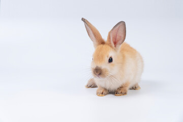 Cute light brown baby rabbit sitting on white background. Adorable pet bunny with fluffy fur, big ears, and innocent look. Perfect for Easter, animal themes, and pet-related content.