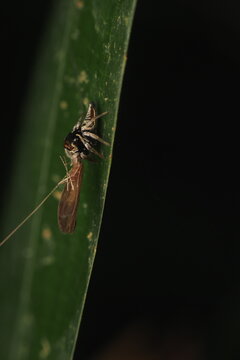 The image shows a trap spider (most likely from the genus&nbsp;Sassacus&nbsp;or&nbsp;Myrmarachne) preying on leafhoppers. 
