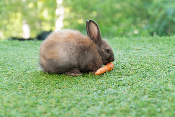 Lovely fluffy brown baby rabbit eating a carrot on green grass with a soft natural background. Cute and heartwarming wildlife or pet concept symbolizing nature and gentleness. Easter pet concept.