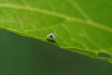 Fototapeta premium The insect in the picture is most likely a white-backed planthopper (genus&nbsp;Jacobiasca&nbsp;or similar).&nbsp;