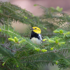 Black throated green warbler Setophaga virens singing while perched in an evergreen conifer tree