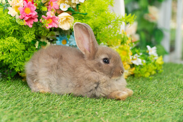 Adorable brown baby rabbit rests peacefully on green artificial grass surrounded by colorful spring flowers and foliage. perfectly captures Easter, Spring, pets, ideal for holiday greeting cards.