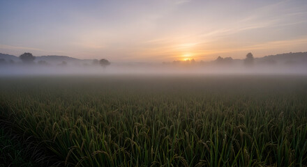 Golden sunrise over a vast foggy field, warm light piercing through morning mist in a serene rural landscape