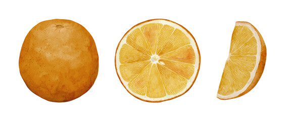 Citrus Fruit Collection, featuring whole, half, and sliced oranges that can enhance any dish or drink