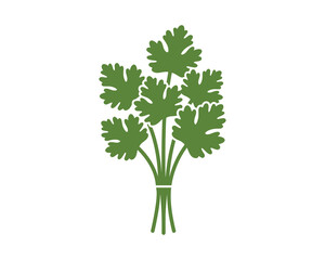 Obraz premium Coriander cilantro herb leaves bunch. Green vector illustration.