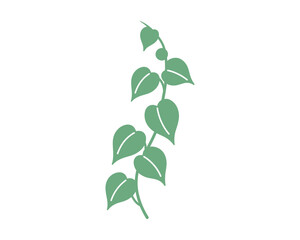 Fototapeta premium Green plant stem with leaves and small berries vector illustration