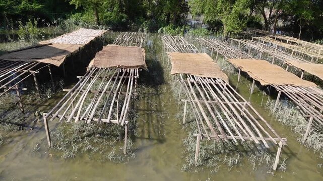 A scene of fishermen drying fish on bamboo mats in the mangrove swamps of Dublar Char.