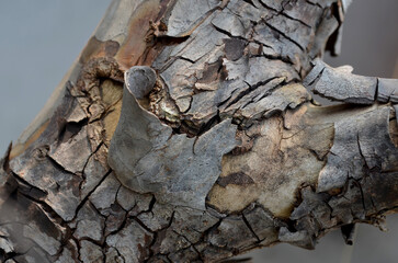 extreme close up of a gray rotting guava tree trunk with a layer of peeling bark on a blurry background