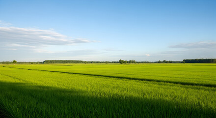 Obraz premium Vibrant green field with young crops under a clear blue sky, distant horizon, and long afternoon shadows