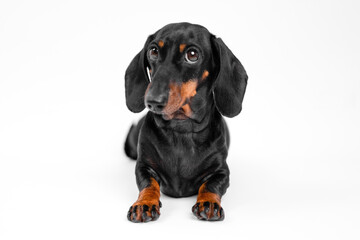 black dachshund with expressive, questioning eyes lies down, lying dow looking slightly to side with ears drooping front paws forward against on a white background. Perfect for a pet-themed design