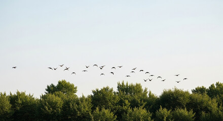 Obraz premium A flock of birds flies over a forest of green trees against a clear blue sky, creating a serene and natural scene of wildlife in their natural habitat