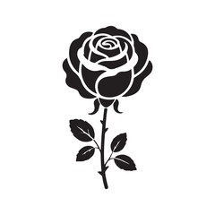 black rose isolated on white