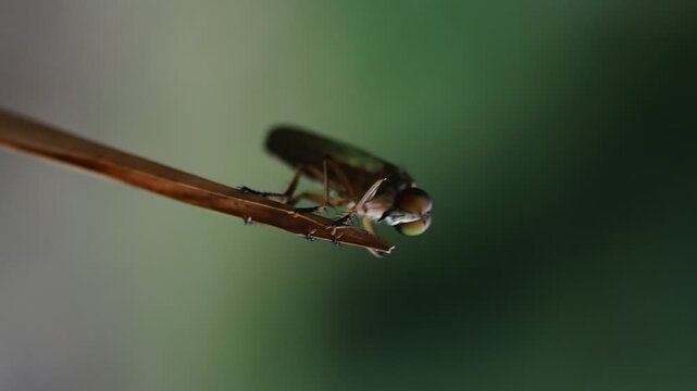 Robber flies are aggressive predators that prey on other insects.
They actively look for prey during the day. 