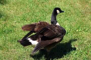 Canada goose（カナダ雁）