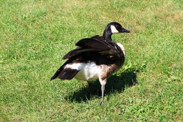 Canada goose（カナダ雁）