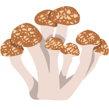 mushrooms on a white background