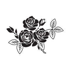 black rose on white background