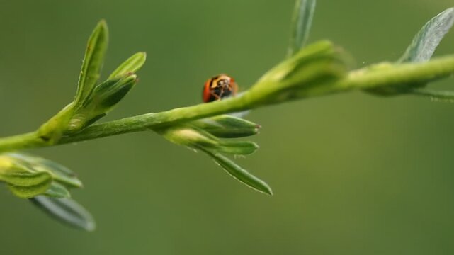 ladybug on a leaf