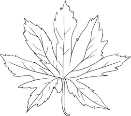 Black and white line drawing of a maple leaf outline nature