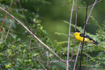 A vibrant yellow and black Common iora perched gracefully on a slender branch against a soft green background. The bird showcasing its bright and delicate details.