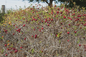 サンザシ（Crataegus cuneata）の果実／実が生った枝／日本埼玉県・10月
