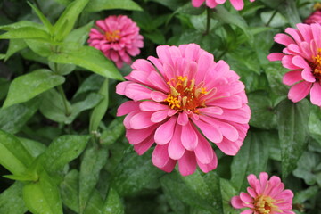 Obraz premium pink dahlia flower