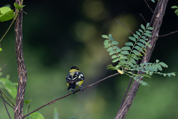 A vibrant yellow and black Common iora perched gracefully on a slender branch against a soft green background. The bird showcasing its bright and delicate details.