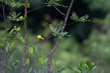 A vibrant yellow and black Common iora perched gracefully on a slender branch against a soft green background. The bird showcasing its bright and delicate details.