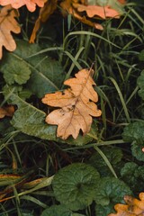 Close up Natural Autumn Oak Leaf Laying on Green Grass