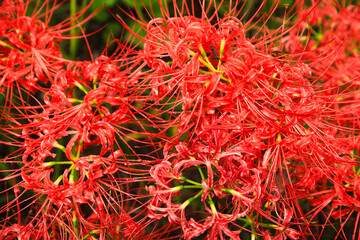 Abstract Texture: Dense Filaments of Red Lycoris Blossoms