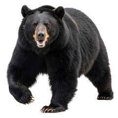 Fototapeta premium Scary black bear in running motion png black bear png running bear png wild bear png aggressive bear png wildlife png transparent background image