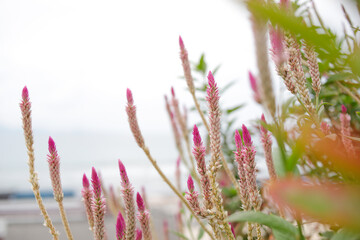 Celosia caracas – the cockscomb flower in nature against blue sky background