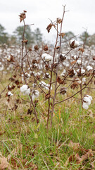 Cotton plants ready for harvest in a field, showcasing fluffy bolls and dried leaves, representing agricultural abundance and seasonal change