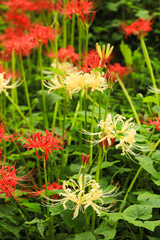Autumn Bloom: Natural Mix of Red and White Lycoris Varieties