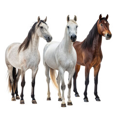 Set of horses png horses png horse animals png equine png running horses png farm horses png transparent background image