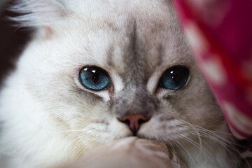 Close-up of a silver-gray cat's head