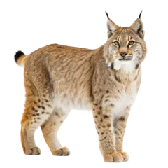 Poster Lynx Side view of lynx full body view png lynx png wild cat png big cat png predator png forest animal png transparent background image  © PNG World