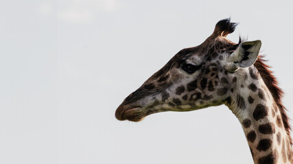 Wildlife Photography of African Giraffes, Kenya