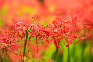 Red Spider Lily Focus: Intricate Curves and Lines of the Blossom