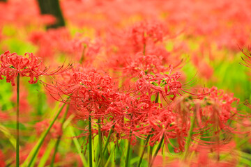 Rainy Day Bloom: Macro Photo of Red Spider Lily with Water Drops