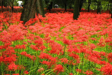 Vibrant Red Spider Lily Field in Lush Green Forest
