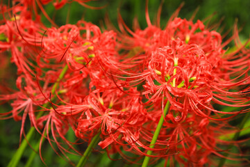Abstract Beauty: Detailed Shot of Red Cluster Amaryllis Center