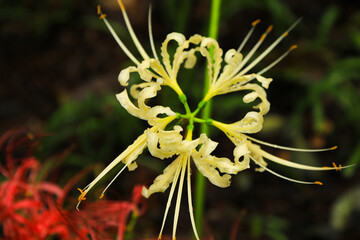 White Cluster Amaryllis in the Field