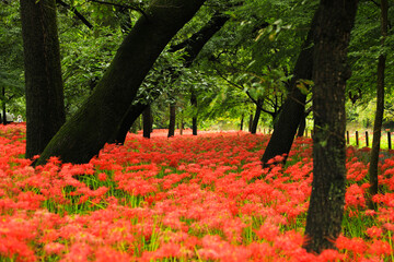 Exotic Red Spider Lilies (Lycoris radiata) Landscape in Japanese Park