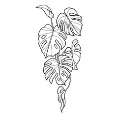 exotic monstera leaves climber drawing © Zen20